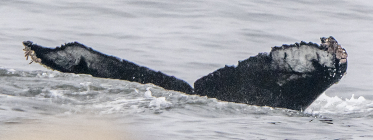 Fluke of HW-MN0503854
