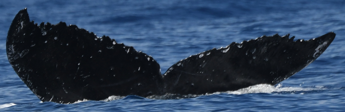 Fluke of HW-MN0445302