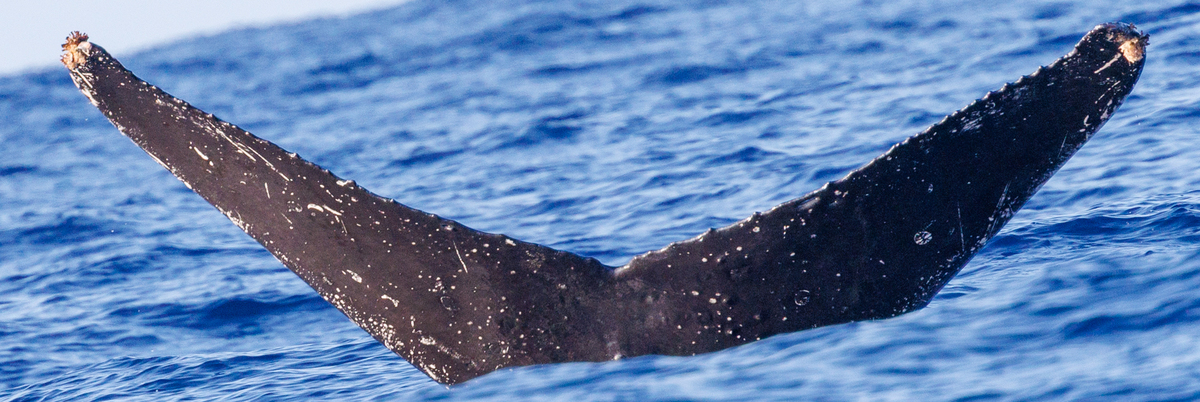 Fluke of HW-MN0445313