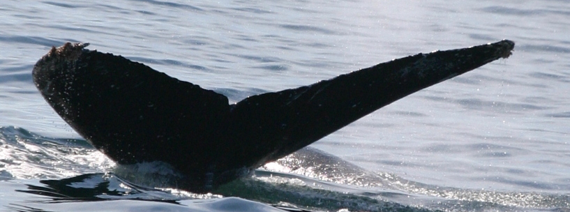 Fluke of HW-MN0524744