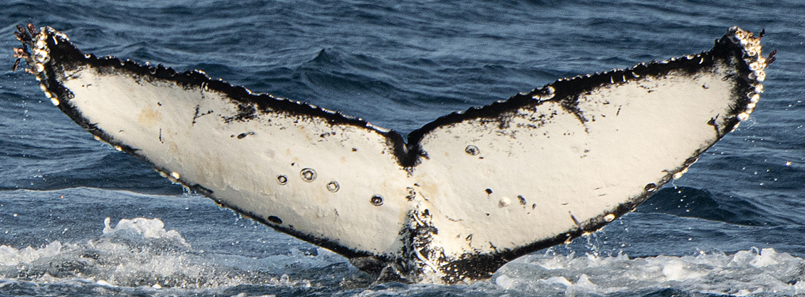 Fluke of HW-MN0510849
