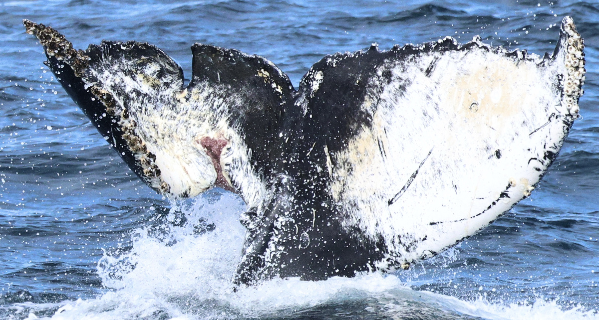 Fluke of CRC-23119