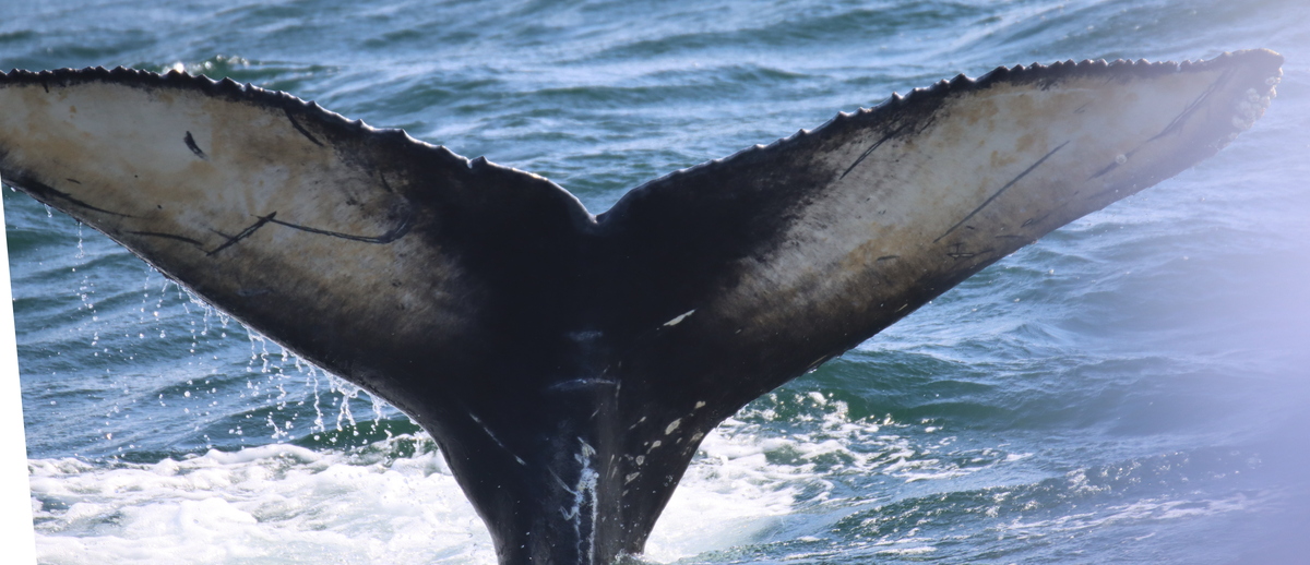 Fluke of HW-MN0510854