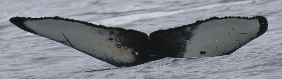 Fluke of HW-MN0510855