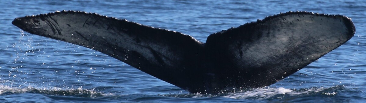 Fluke of HW-MN0510858