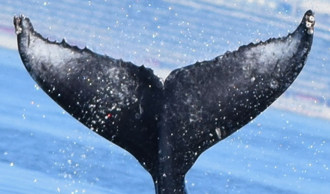 Fluke of HW-MN0510862