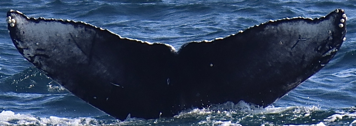 Fluke of HW-MN0510865