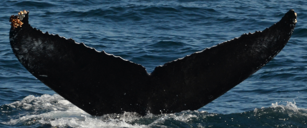 Fluke of HW-MN0510867