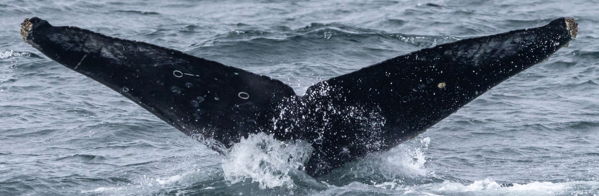 Fluke of HW-MN0510868