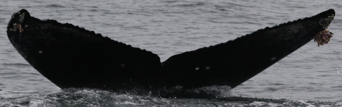 Fluke of CRC-23118