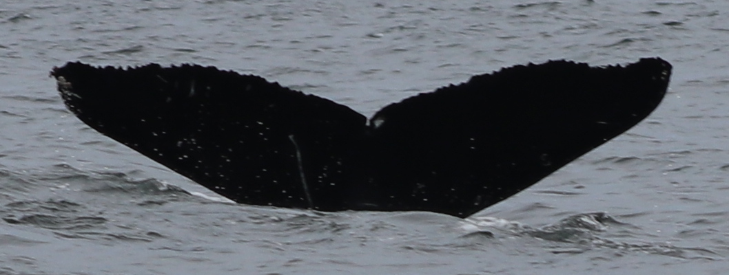 Fluke of CRC-23117