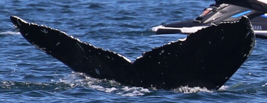 Fluke of HW-MN0510878