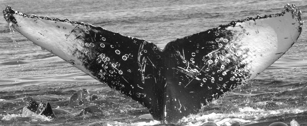 Fluke of CRC-12316