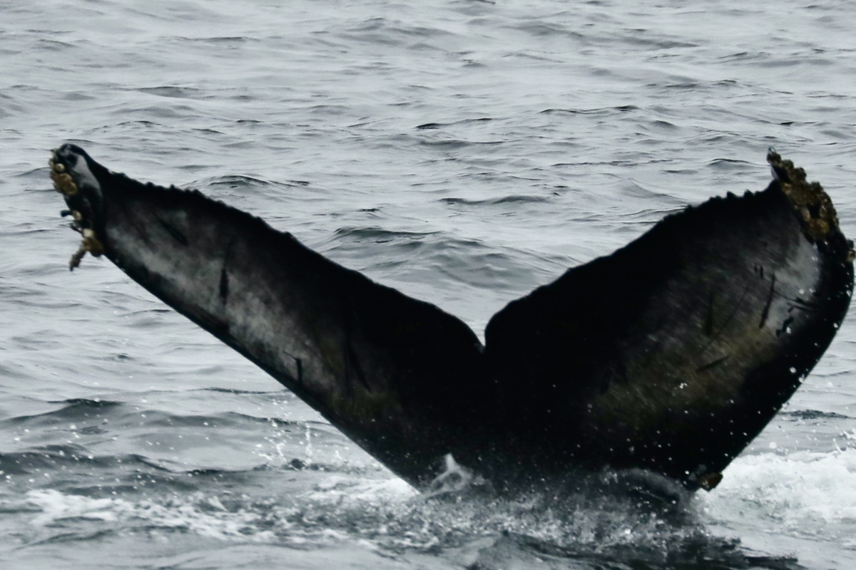 Fluke of HW-MN0503857