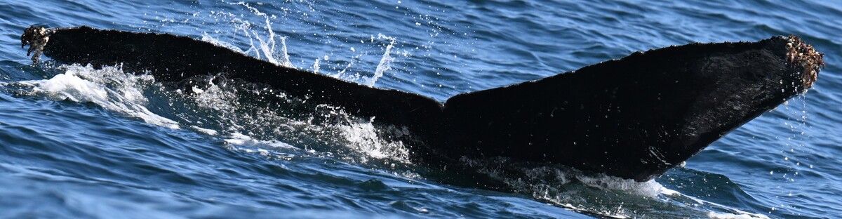 Fluke of HW-MN0503858