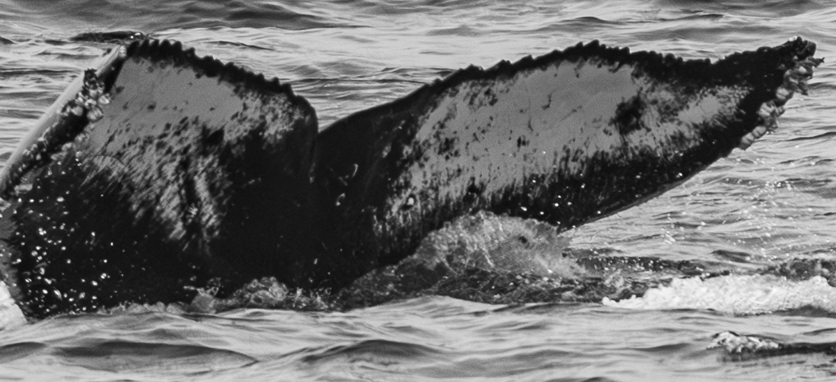 Fluke of HW-MN0503860