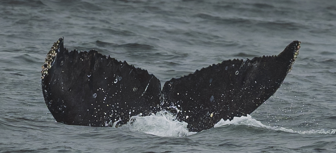 Fluke of HW-MN0503861