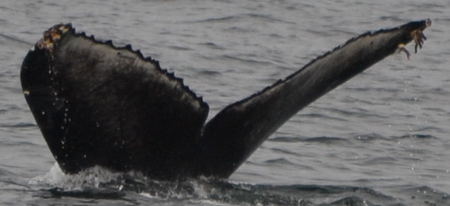 Fluke of CRC-23132