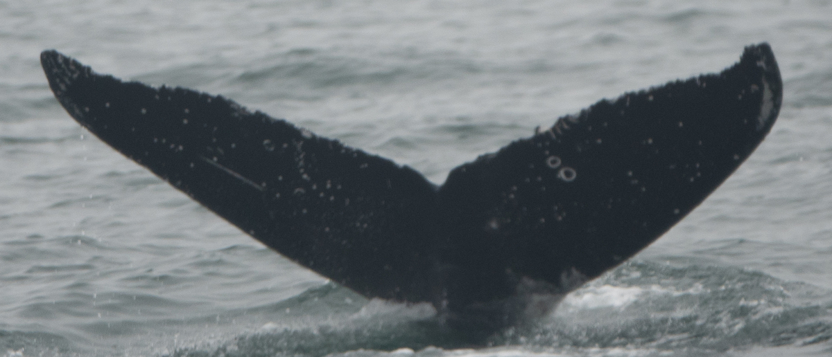 Fluke of SEAK-2787