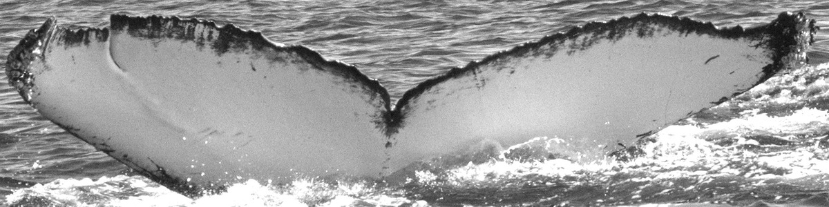 Fluke of Little Bite (Guerrero)