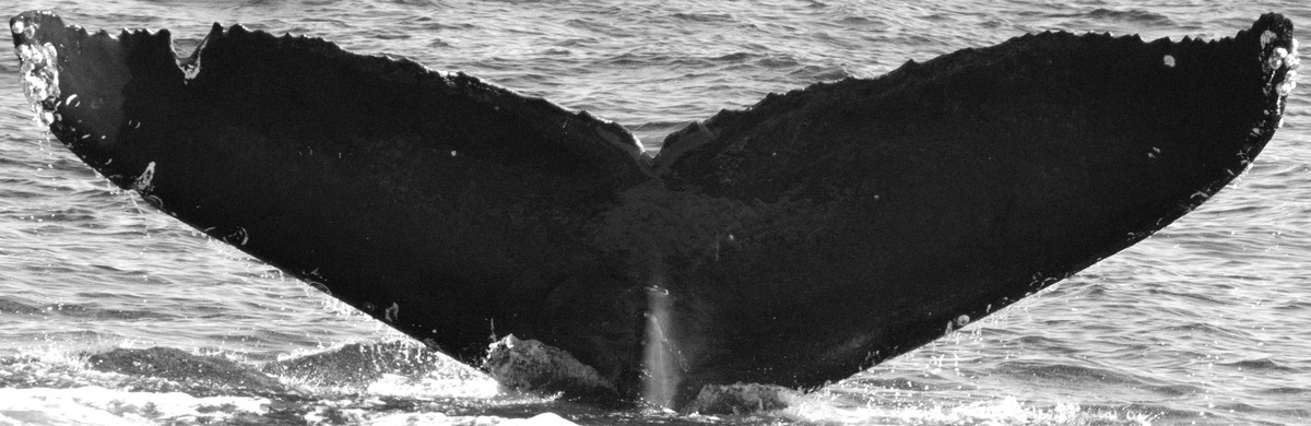 Fluke of CRC-15807