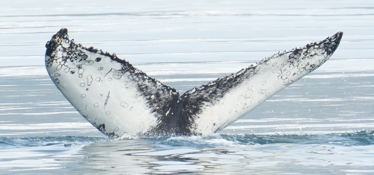 Fluke of Chace aka Emmi (Husavik)