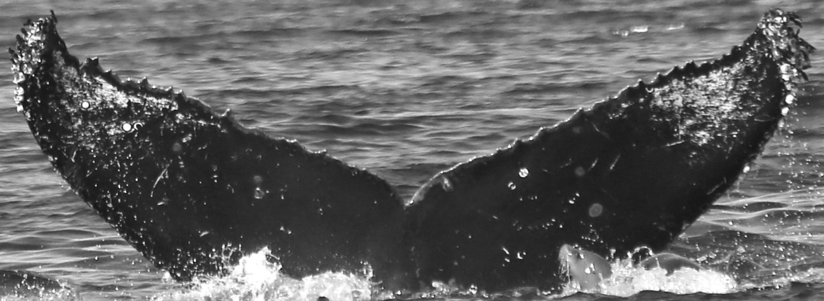 Fluke of CRC-11824