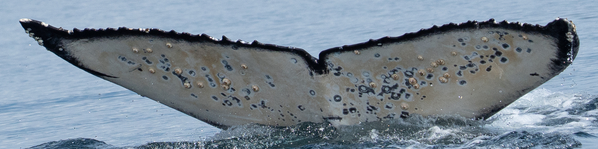 Fluke of 2025 calf of Andromeda