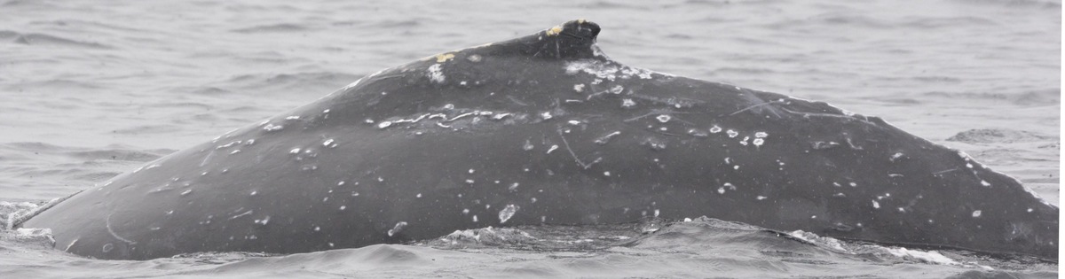 Fluke of 2025 calf of Fiesta (Salish Sea)