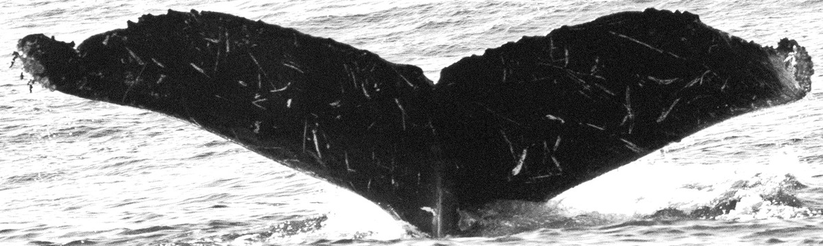 Fluke of CRC-11757