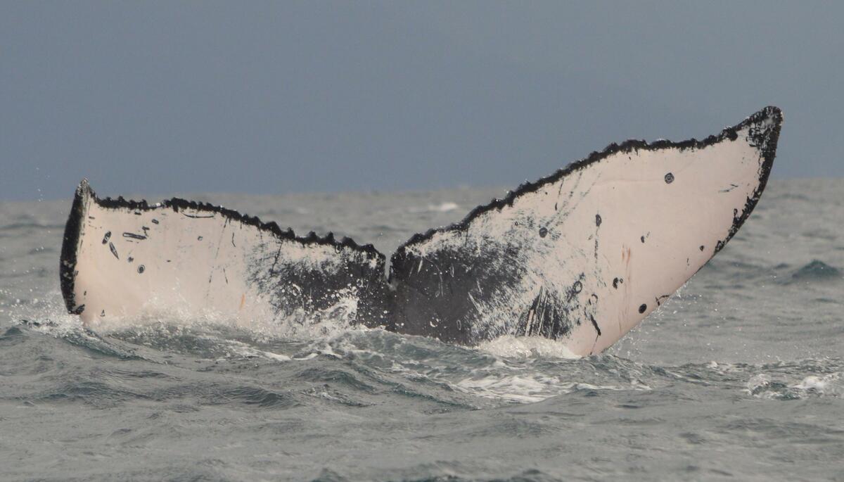 Fluke of CRC-15917