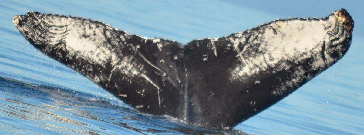 Fluke of Scratchy (Salish Sea)