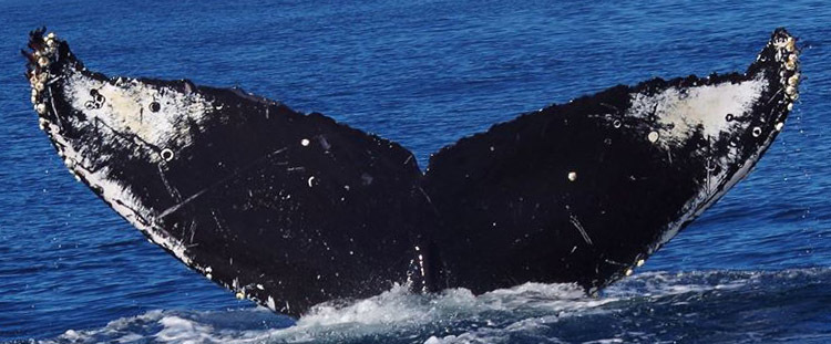 Fluke of CRC-17399