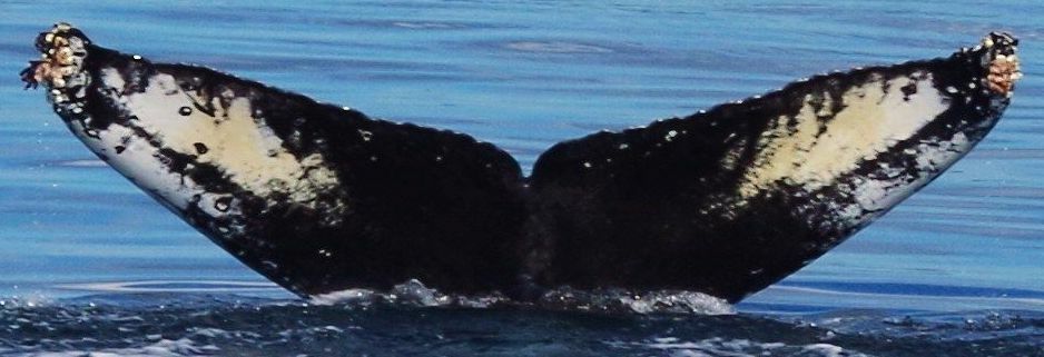 Fluke of Aerie (Salish Sea)