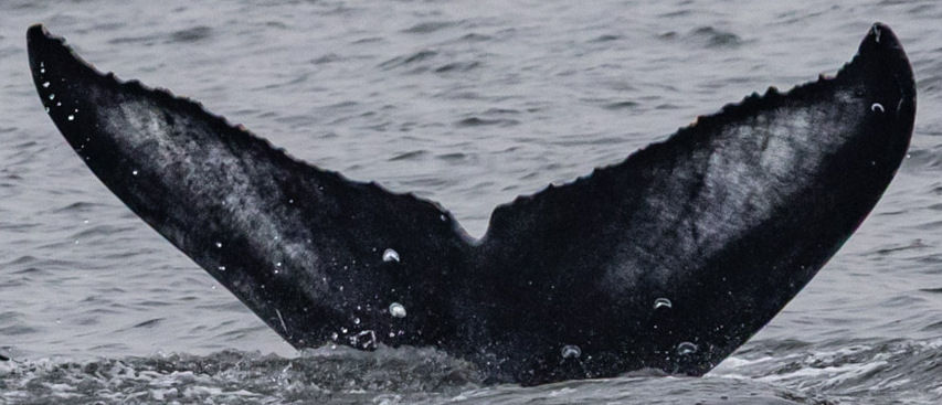 Fluke of CRC-22918