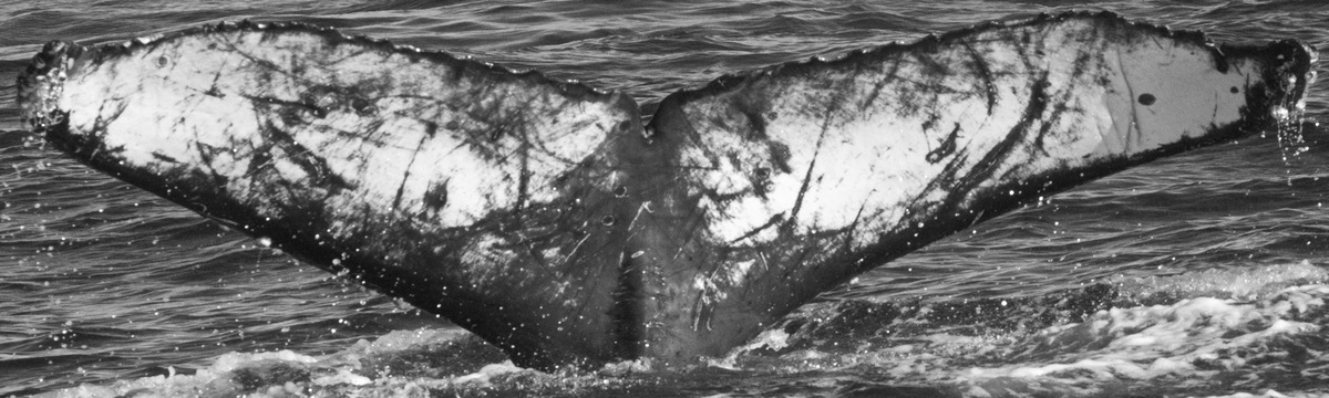 Fluke of Acrobat (California)