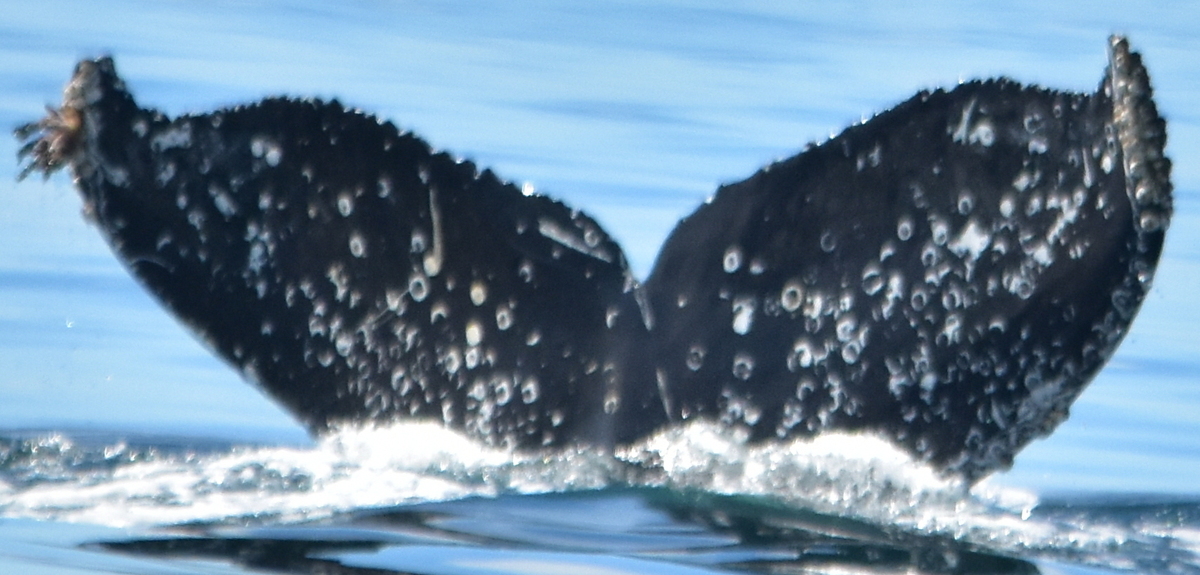 Fluke of Vertigo (Salish Sea)