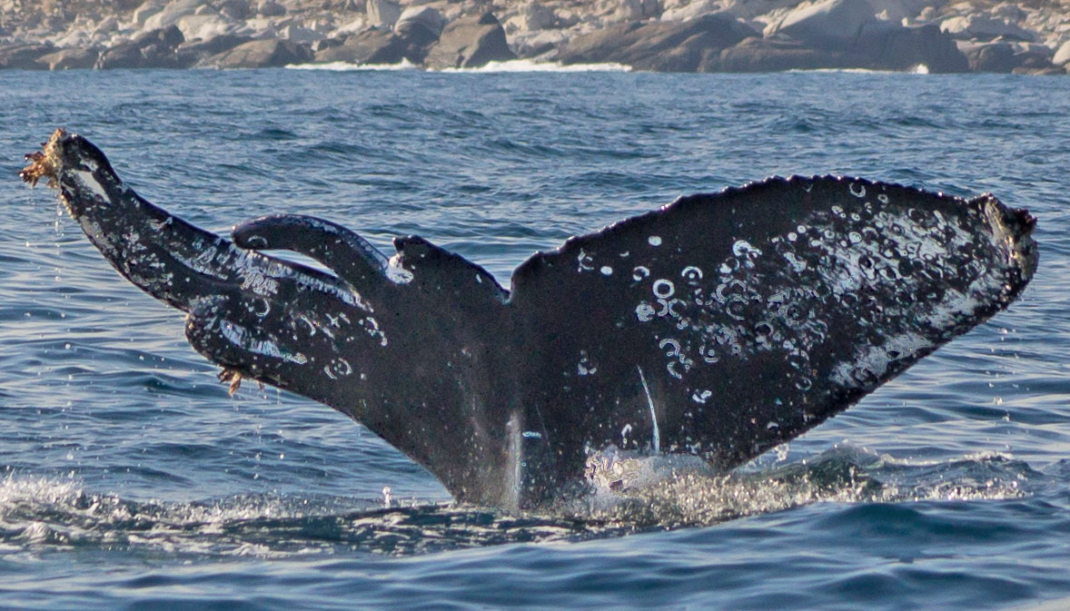 Fluke of CRC-17101