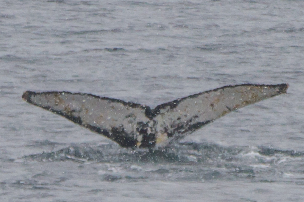 Fluke of HW-MN1300861