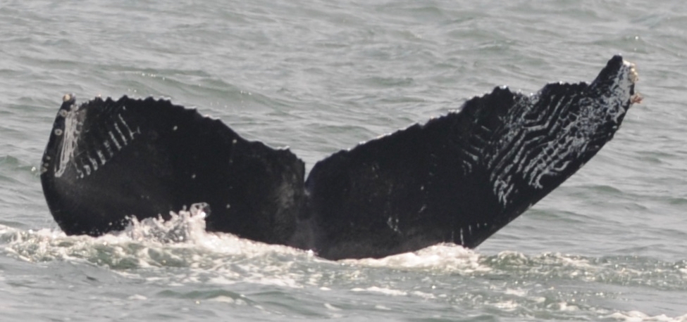 Fluke of Akula (TMMC)