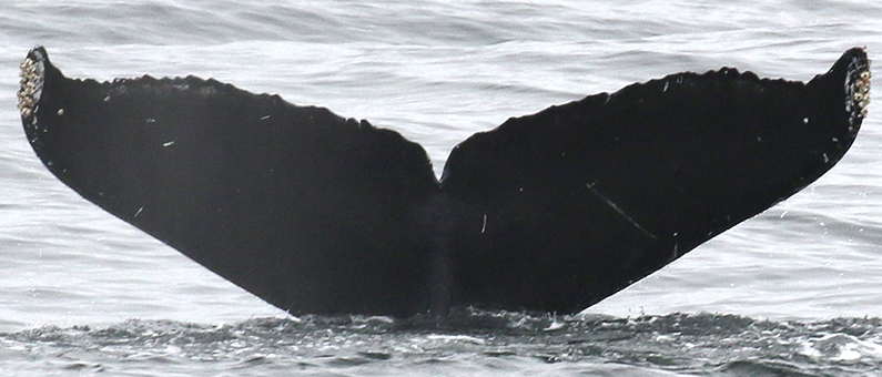 Fluke of Miracle (California)