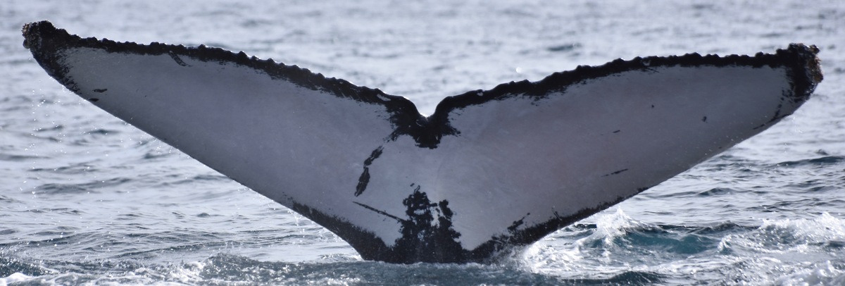 Fluke of CRC-13540