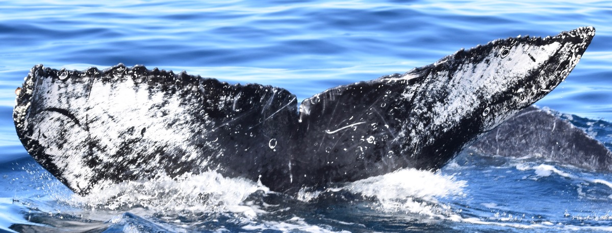 Fluke of Alma (Salish Sea)