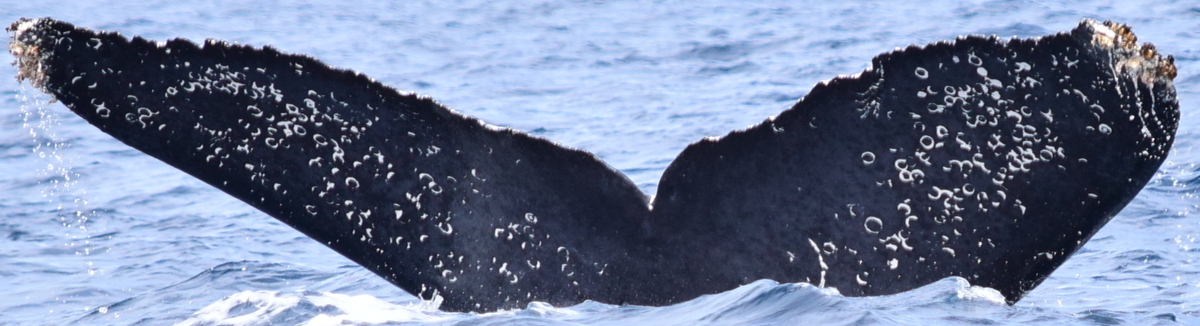 Fluke of CRC-10150