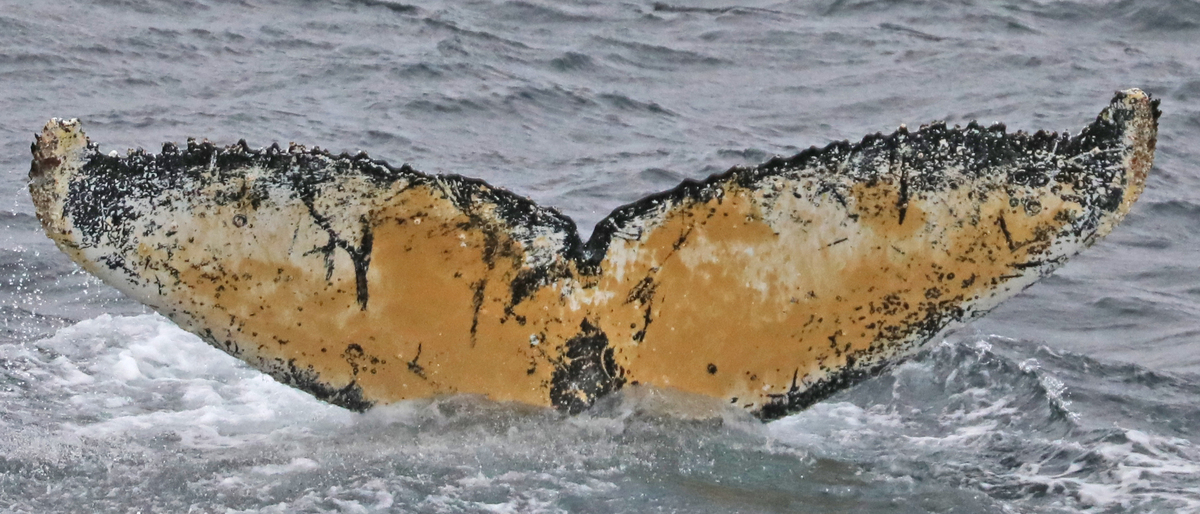 Fluke of HW-MN1300865