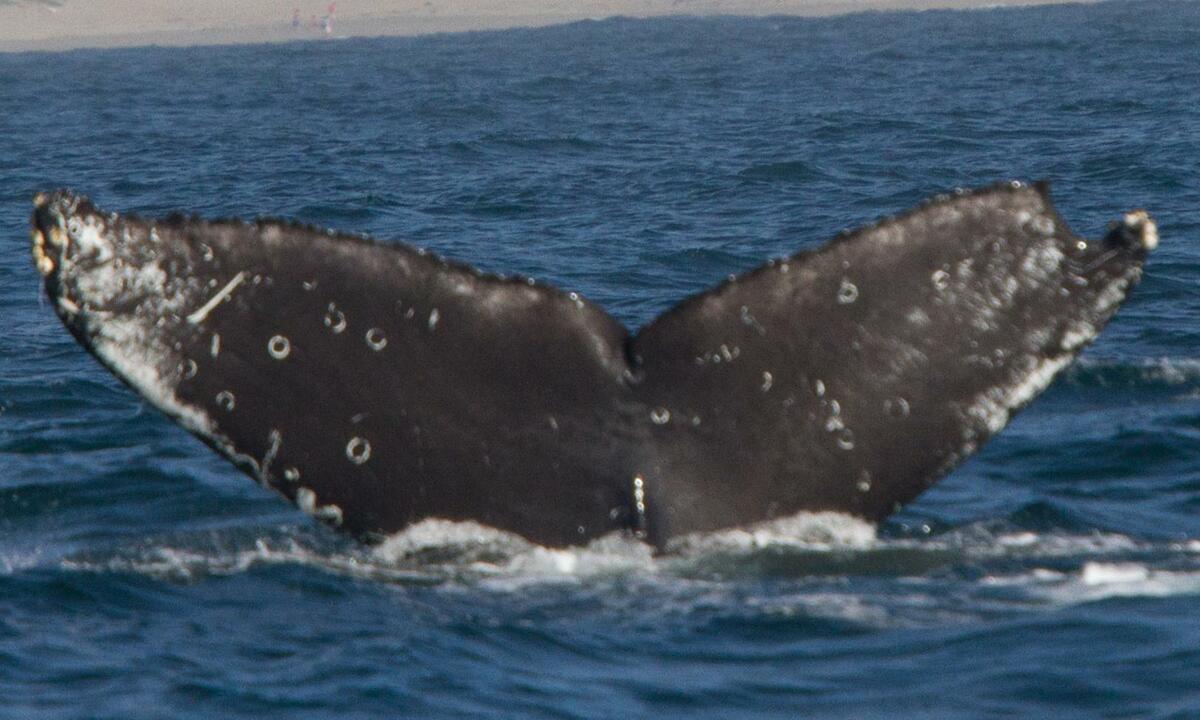 Fluke of Jör (California)
