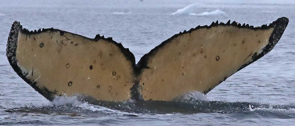 Fluke of Free Nicky (Antarctica)