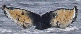 Fluke of HW-MN1300874