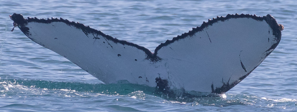 Fluke of HW-MN0503870