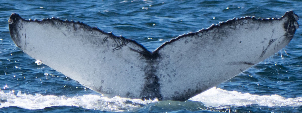 Fluke of CRC-23131